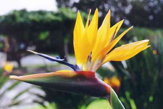 This Bird of Paradise was at the entrance to the hotel