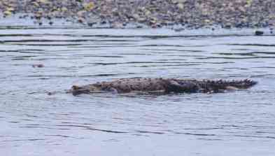 This Crocodile is having a lazy old time