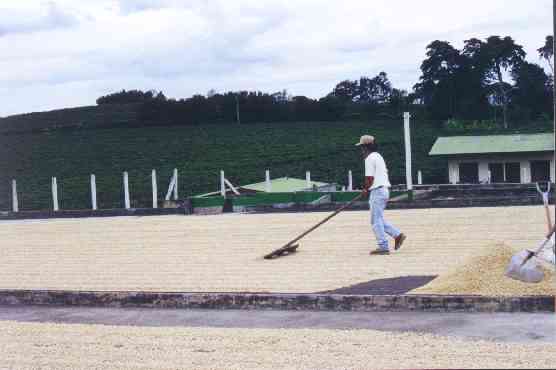 Sun drying the Coffee Beans