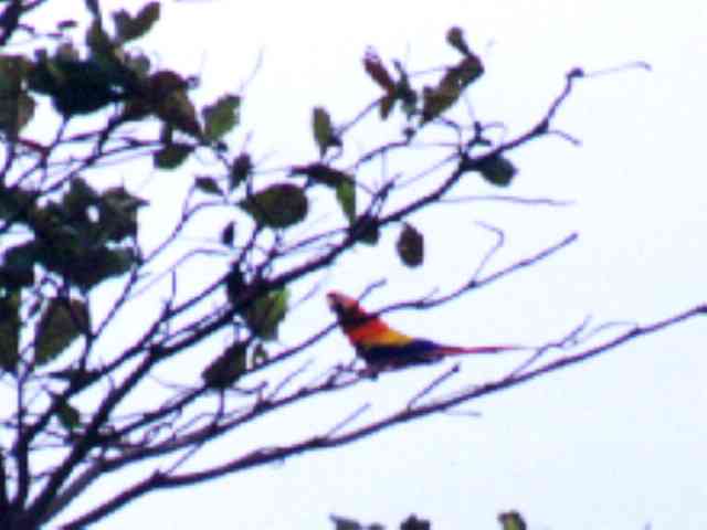 The Scarlet Macaw is really beautiful